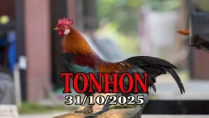 Clip đá gà trực tiếp TONHON hôm nay 31/10/2025