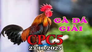 Đá Gà Giải Hôm Nay C5 Ngày 23/10/2025