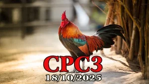 Đá Gà C3 Phát Lại Hôm Nay 18/10/2025