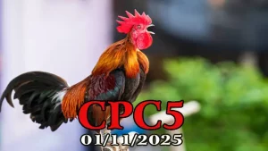 Clip đá gà trực tiếp C5 Thomo hôm nay 01/11/2025