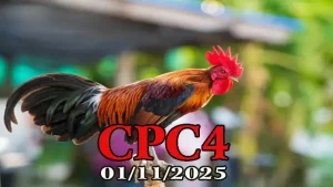 Đá gà Thomo hôm nay C4 phát lại ngày 01/11/2025