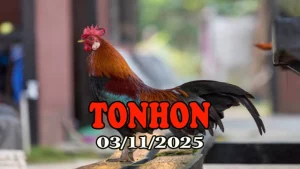 Clip đá gà trực tiếp TONHON hôm nay 03/11/2025