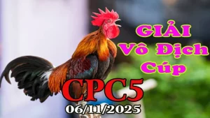 Clip Đá Gà Giải C5 Vô Địch Cúp Ngày Hôm Nay 06/11/2025