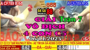 Gà Đá Giải C5 Trận 7: CF789 B (6đ) vs CF789 A (3đ)