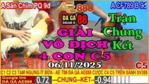 Gà Đá Giải C5 Chung Kết: Giữa Kẽ Săn Chim PQ (9đ) và CF789 B (9đ)