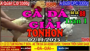 Gà Đá Giải Tonhon Trận 1: Quân L.Đồng vs Đuôn CPC – Kèo 3.3kg