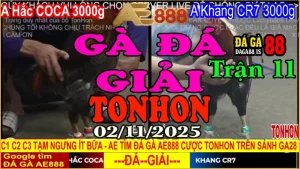 Gà Đá Giải Tonhon Trận 11: Hắc Coca vs Khang CR7 – Kèo 3kg