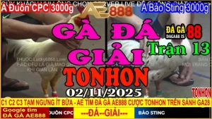 Gà Đá Giải Tonhon Trận 13: Đuôn CPC vs Bảo Sting – Kèo Gà 3kg