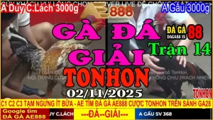 Gà Đá Giải Tonhon Trận 14: Duy C.Lách vs Gấu SV – Kèo 3kg