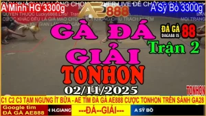 Gà Đá Giải Tonhon Trận 2: Minh H.Giang vs Sỹ Bò – Kèo Gà 3.3kg