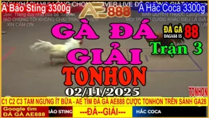 Gà Đá Giải Tonhon Trận 3: Bảo Sting vs Hắc Coca – Kèo 3.3kg