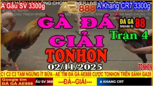 Gà Đá Giải Tonhon Trận 4: Gấu SV vs Khang CR7 – Kèo 3.3kg