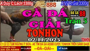 Gà Đá Giải Tonhon Trận 5: Duy C.Lách vs Vỹ R.Giá – Kèo 3.3kg