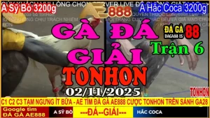 Gà Đá Giải Tonhon Trận 6: Sỹ Bò vs Hắc Coca – Kèo Gà 3.2kg
