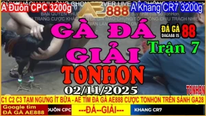 Gà Đá Giải Tonhon Trận 7: Đuôn CPC vs Khang CR7 – Kèo Gà 3.2kg