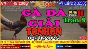 Gà Đá Giải Tonhon Trận 8: Minh H.Giang vs Huân L.Đồng – Kèo 3.2kg