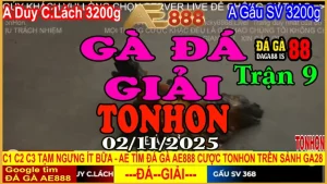 Gà Đá Giải Tonhon Trận 9: Duy C.Lách vs Gấu SV – Kèo 3.2kg