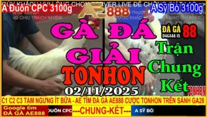 Gà Đá Giải Tonhon Trận Chung Kết: Đuôn CPC vs Sỹ Bò – Kèo 3.1kg
