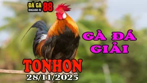[ Gà Đá Giải ] Trực Tiếp Đá Gà Tonhon Hôm Nay Phát Lại Ngày 28/11/2025