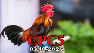 Video đá gà Thomo C5 hôm nay ngày 03/11/2025