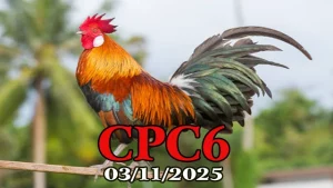 Video phát lại đá gà Thomo C6 hôm nay 03/11/2025