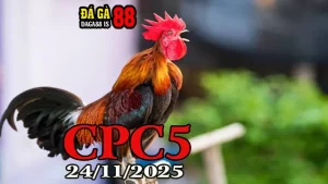 Xem video phát lại đá gà trực tiếp Thomo CPC5 hôm nay 24112025 Full HD