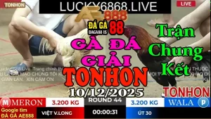 Chung Kết Gà Đá Giải TONHON Việt Vĩnh Long vs Út 30 – Kèo 3.2kg