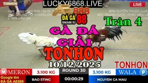 Gà Đá Giải TONHON Trận 3 Anh Bảo Sting vs Anh Nguyên C.Mau – Kèo 3.1kg