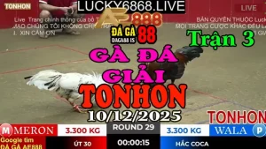 Gà Đá Giải TONHON Trận 3 Anh Út 30 vs Hắc Coca – Kèo 3.3kg