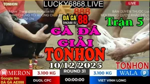 Gà Đá Giải TONHON Trận 5 Anh Đuôn CPC vs Anh Việt V.Long – Kèo 3.1kg