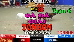 Gà Đá Giải TONHON Trận 6 Anh Út 30 vs Anh Hắc Coca – Kèo 3.1kg