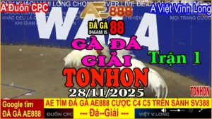 Gà Đá Giải TONHON Trận 1: Anh Đuôn CPC vs Anh Việt Vĩnh Long – Kèo 3.4kg