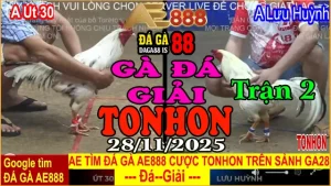 Gà Đá Giải TONHON Trận 2: Anh Út 30 vs Anh Lưu Huỳnh – Kèo 3.4kg