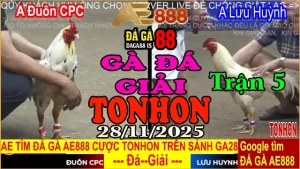 Gà Đá Giải TONHON Trận 5: Đuôn CPC vs Lưu Huỳnh – Kèo 3.5kg