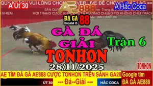 Gà Đá Giải TONHON Trận 6: Anh Út 30 vs Anh Hắc Coca – Kèo 3.5kg