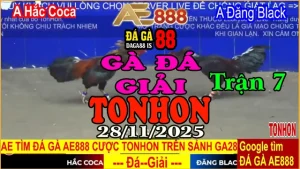 Gà Đá Giải TONHON Trận 7: Anh Hắc Coca vs Anh Đăng Black – Kèo 3.2kg