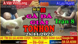 Gà Đá Giải TONHON Trận 8: Anh Việt Vĩnh Long vs Anh Lưu Huỳnh – Kèo 3.2kg