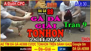 Gà Đá Giải TONHON Trận 9: Anh Đuôn CPC vs Anh Út 30 – Kèo 3.2kg