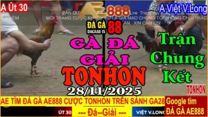 Chung Kết Gà Đá Giải TONHON: Út 30 vs Việt Vĩnh Long – Kèo 3.3kg