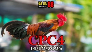 Trực Tiếp Đá Gà CPC4 Hôm Nay 14122025 Phát Lại Full Trận