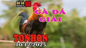 Trực Tiếp Đá Gà Giải Tonhon Hôm Nay 10122025 Phát Lại Chuẩn HD