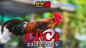 Trực tiếp đá gà CPC4 hôm nay 22122025 – Xem ngay