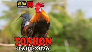Video Phát Lại Đá Gà Tonhon Ngày 09012026 Full Trận