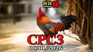 Video Trực Tiếp Gà Đá CPC3 Hôm Nay 08012025 Mới Nhất