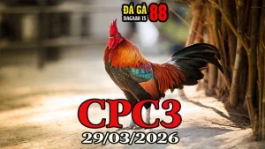 Clip Phát Lại Đá Gà Thomo CPC3 Hôm Nay 29032026