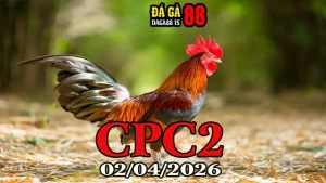 Full Clip Đá Gà Thomo CPC2 Hôm Nay 02042026