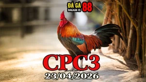 Video đá gà trực tiếp Thomo CPC3 hôm nay 23042026