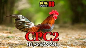 Full Clip Đá Gà Thomo CPC2 Hôm Nay 01052026